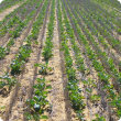 DAFWA is trialing wide row spacing for canola