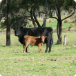 A black angus cow with her red angus calf in a green paddock. 