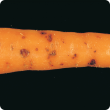 Cavity spot lesions on carrot