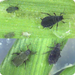 Corn aphids range from light green to dark olive-green