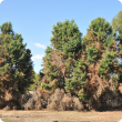 Conifers with brown foliage, mostly at the base of the tree.