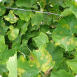 Grapevine showing multiple leaves infected with multiple downy mildew oilspots