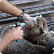 Drenching weaner Merino sheep with a drenching gun.