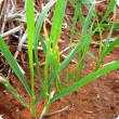 Young wheat leaves with yellow spot