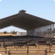 Covered feedlot with cattle