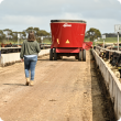 ABD staff walking through a cattle feedlot