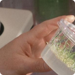 Genetically modified seedlings being examined in the laboratory. Growing on gel in a sealed container.