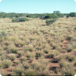Photograph of a buffel grass community in good condition