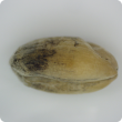 Damaged wheat grain