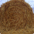 Cutting for hay could be a salvage option 