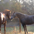 Horse owners in Western Australia are reminded to take steps to reduce the risk of Hendra virus occurring here