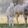 merino sheep in paddock