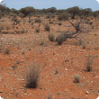 Photograph of a sandy granitic acacia shrub community in good condition
