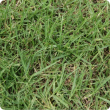 Kikuyu grass