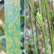 Light brown pustule on upper leaf surface that darken with age