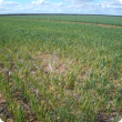 Wheat crop infected with Wheat streak mosiac virus