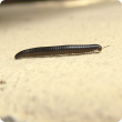 millipede on a wall