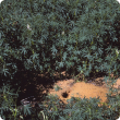 Bare patches and chewed plants radiating out from mouse burrows 