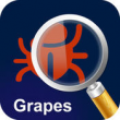 MyPestGuide Grapes Touch icon