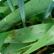 Dark brown spots that elongate and produce dark brown net-type streaks