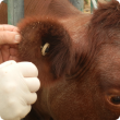 Ticks are usually found on fine-haired areas of cattle skin extending from the tail base, udder to the elbows. With heavy tick infestations they may be found on the ear.