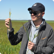 Department of Agriculture and Food research officer Ben Biddulph assesses frost induced sterility in flowering Hindmarsh barley at Newdegate last week (Sept 2015). Credit: Sue Knights.