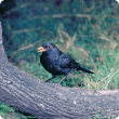 The mature male blackbird is glossy black with brown-black legs and has a yellow eye-ring and a bright orange to yellow bill. 