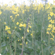 The Department of Agriculture and Food has urged canola growers to monitor crops for aphids, ensure correct identification and treat according to thresholds. 