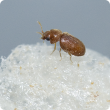 Cigarette beetle, which is related to the significant biosecurity threat Khapra beetle, was reported during the Department of Agriculture and Food’s inaugural Pantry Blitz.
