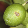 Photo caption: Be on the lookout for symptoms of citrus canker on fruit and leaves. 