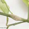 Citrus gall wasp damage.