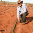 Senior research officer Clinton Revell with a plot of sorghum a week after seeding at Wallal Downs station, 400km south of Broome. 