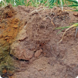 A compacted and acidic soil at Hyden. Managing soils with multiple constraints has been a common discussion point at the ‘Get to know your soils deeper’ workshops offered by the Department of Agriculture and Food.