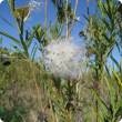 Property inspections have been carried out in the Peel – Harvey and Leschenault catchment areas as part of a community-wide approach to controlling the pest weed cotton bush. 