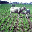 DAFWA has advised growers coping with moisture stressed crops and hungry sheep to consider grazing crops.