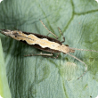 The diamondback moth is a major pest of vegetable brassica crops but can be controlled with careful use of insecticides.