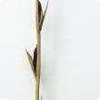 Ergot is a fungal disease of grasses and cereals which produces black toxic fruiting bodies that replace the seed.