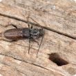 With winter here now is a good time for people to clean up and burn any unwanted pine wood to help prevent the spread of European house borer. Check wood for small oval-shaped holes, adult beetles and larvae