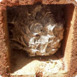 The European wasp nest found in Boulder was concealed in bricks.