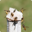 European wasps feed on meat and protein products, which is why a small piece of raw fish is used as a lure in the traps.