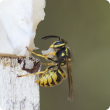 The European wasp is a scavenger, so if a wasp settles on pet food, fish or other meat products, it should be reported immediately to the Department of Agriculture and Food.