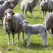 The Department of Agriculture and Food is promoting key methods to sustainably rebuild the flock at the Regional Sheep Updates.