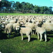 A new report to the Department of Agriculture and Food on price incentives to produce out-of-season lambs to target new markets will be profiled at Sheep Updates on 30 August.