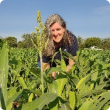 DPIRD senior research scientist Dr Helen Spafford collects fall armworm samples in a sorghum crop for a research project testing the pest’s genetic resistance to pesticides.