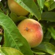 Residents are reminded of the need to control fruit fly in their backyard fruit trees.