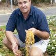 Golden Dodder