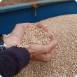 The department’s feed cost calculator can be used to work out the energy and protein values of a selected feed such as lupins.