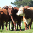WA cattle industries are encouraged to attend the bovine Johne’s disease national review in Perth on 11 August.
