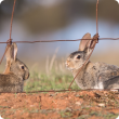 Western Australian landowners and managers impacted by rabbits are invited to take part in a new national initiative examining an improved biocontrol method against this destructive pest. CREDIT: Invasive Animals CRC