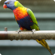 The Department of Agriculture and Food is asking the public to report sightings of declared pest, the rainbow lorikeet, in the Esperance area.